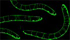 c.elegans