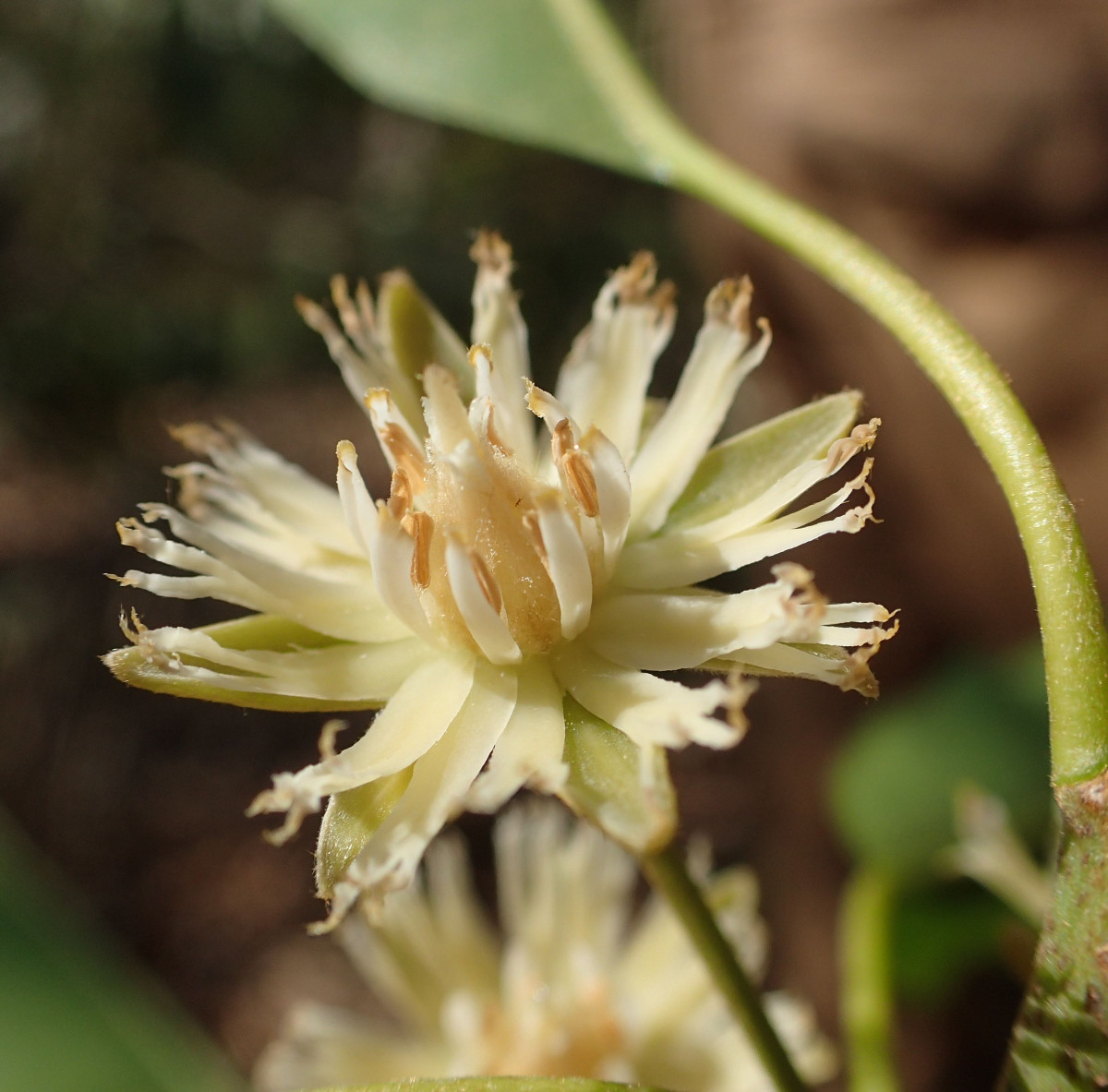 diversity-and-evolution-tropical-flora-and-vegetation