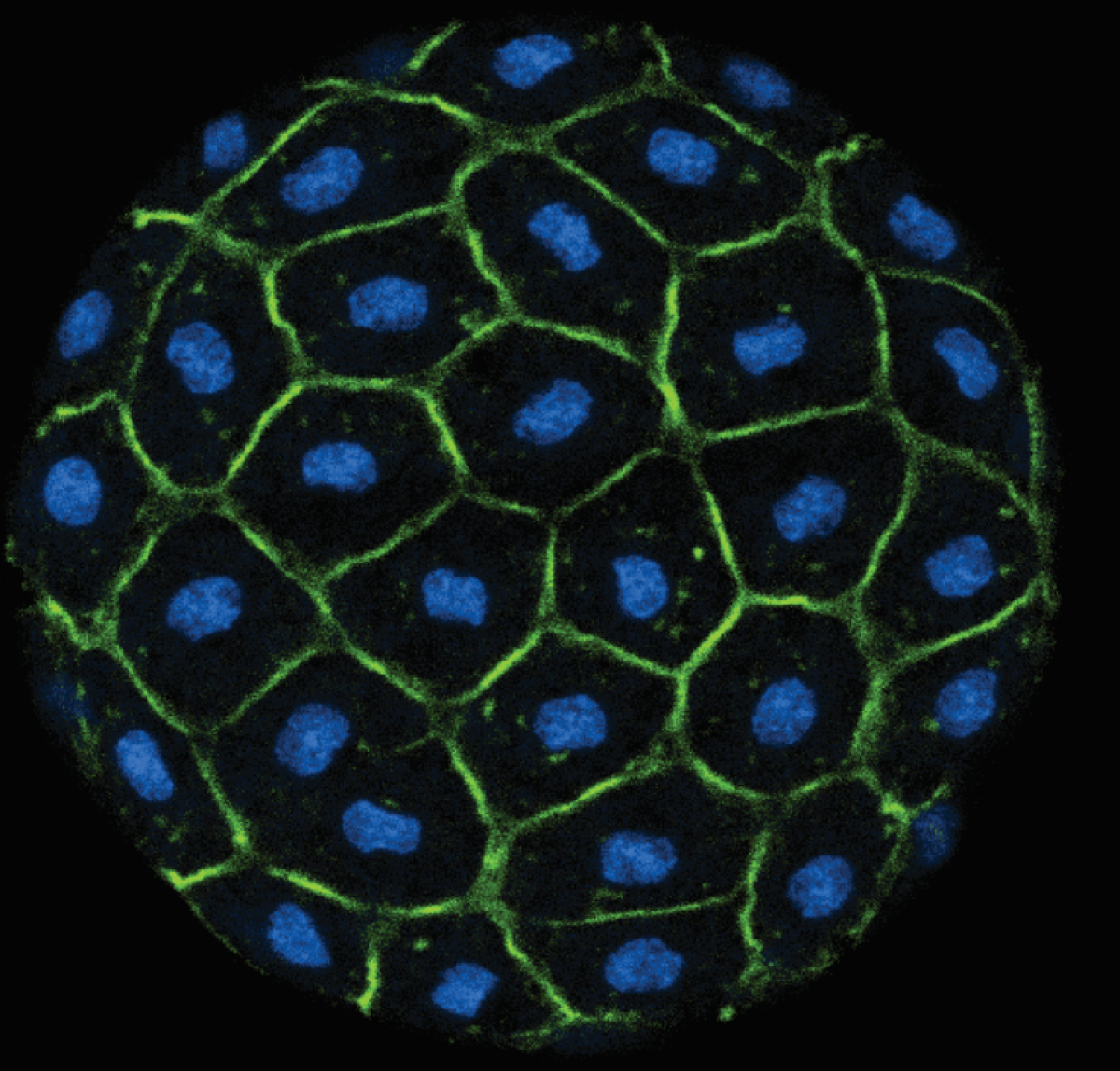 evolutionary-cell-biology-multicellular-development