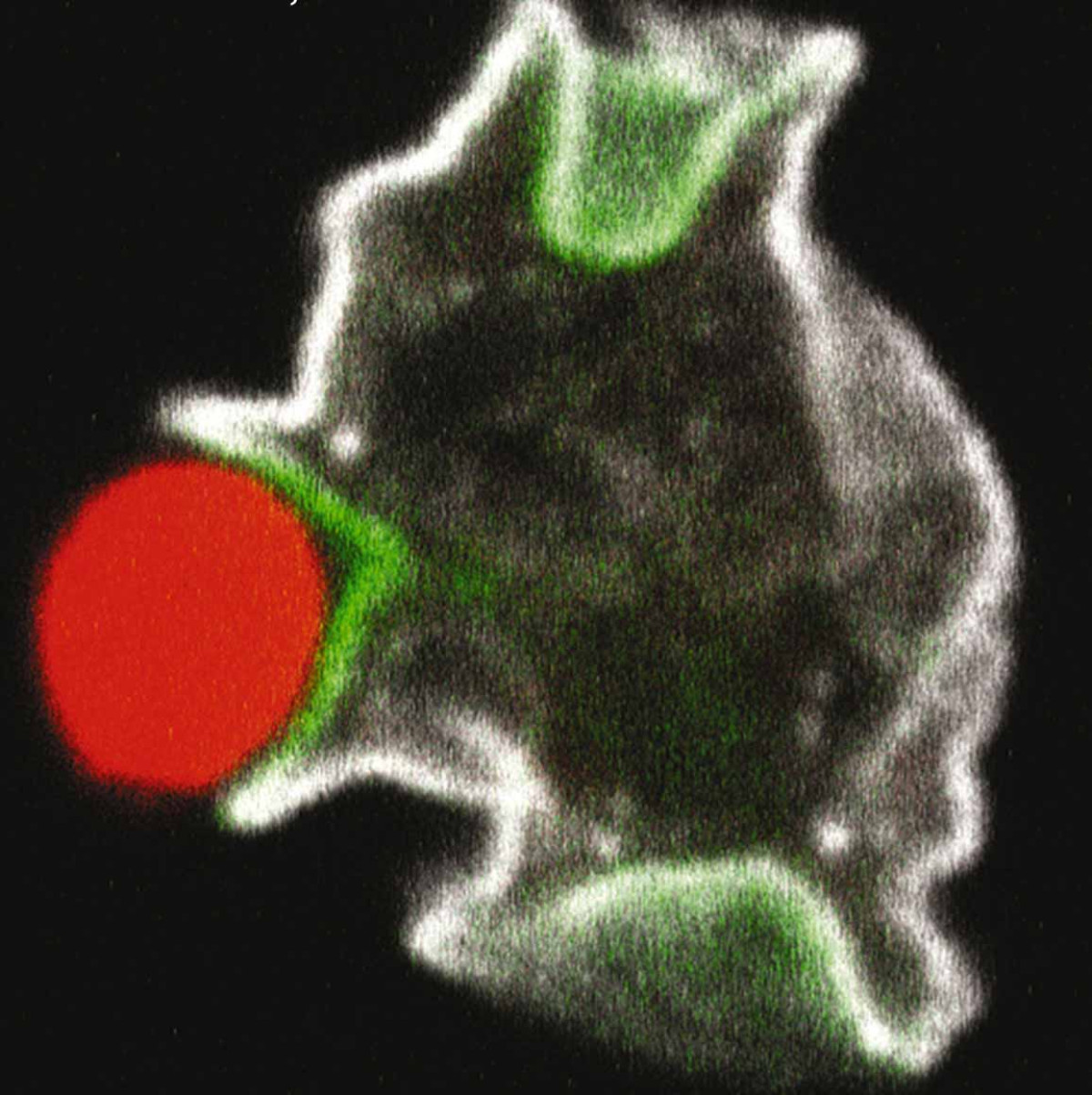 host-pathogen-relationships