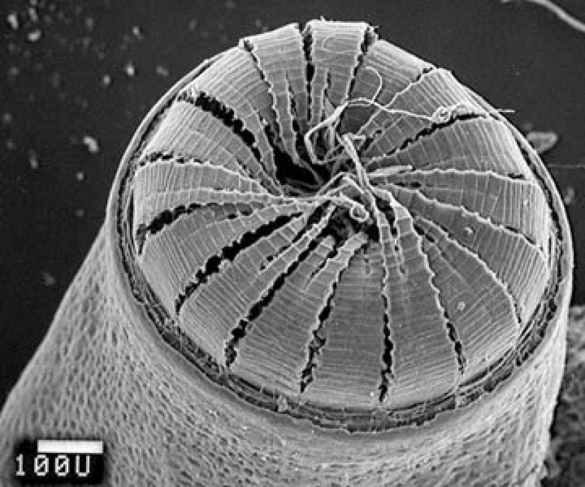 plant-and-fungal-systematics-evolution-and-biodiversity