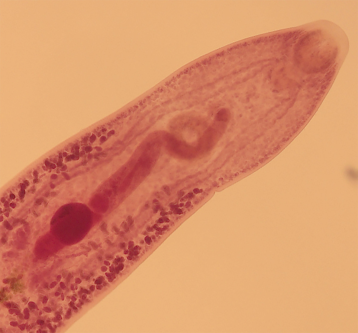 parasite-diversity-ecology-and-evolution