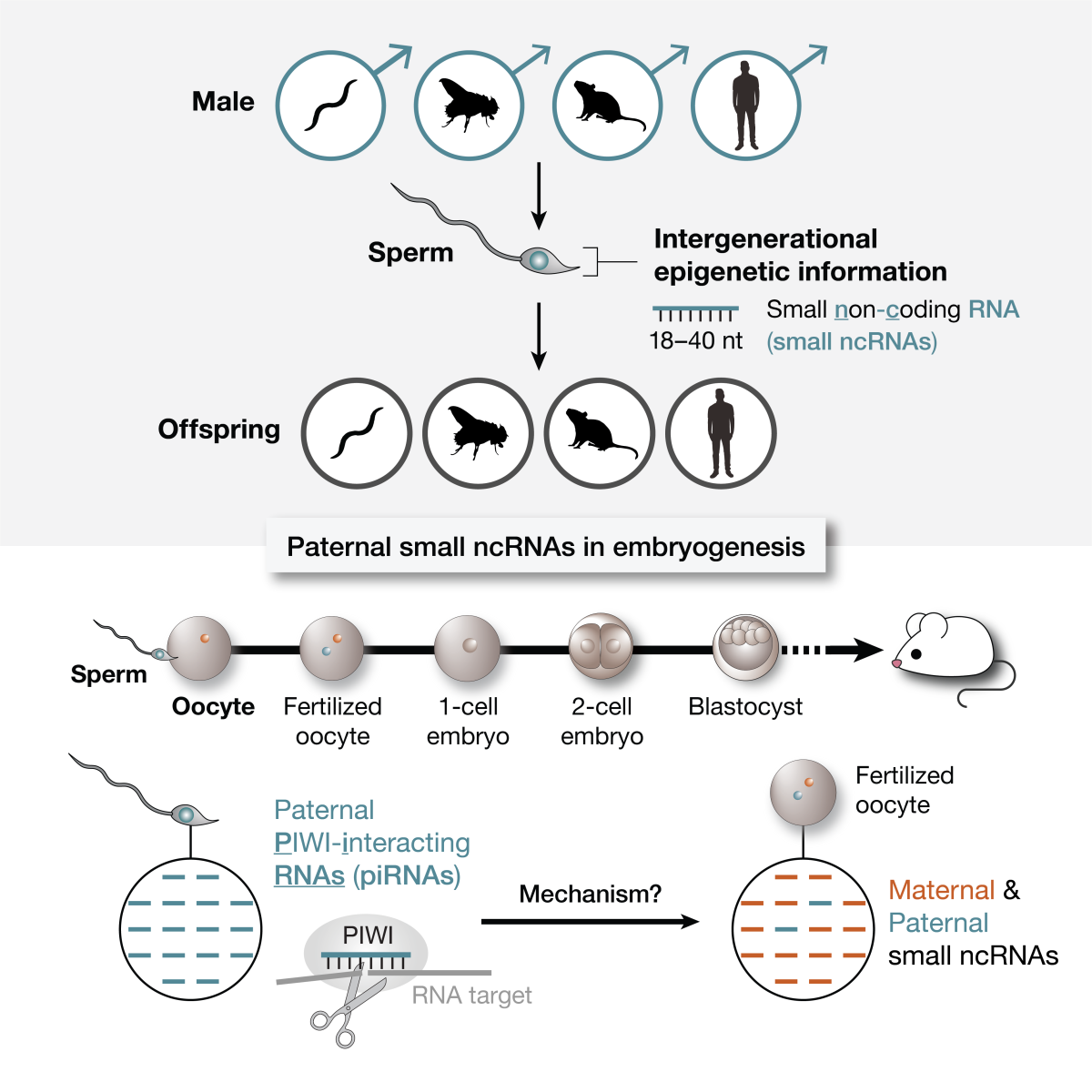 defining-role-paternal-piwi-interacting-rnas-early-embryo-development