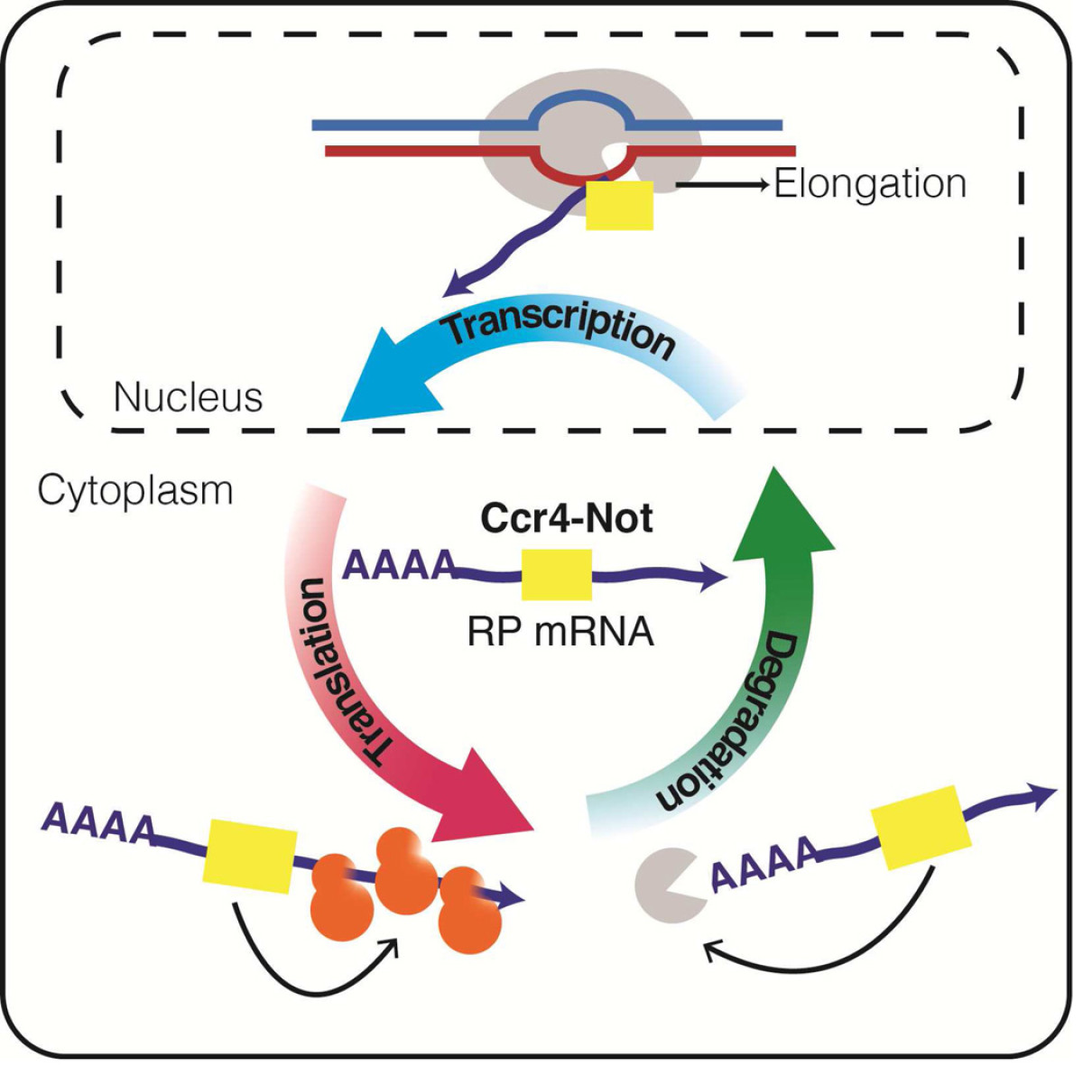 regulation-of-gene-expression-by-the-ccr4-not-complex