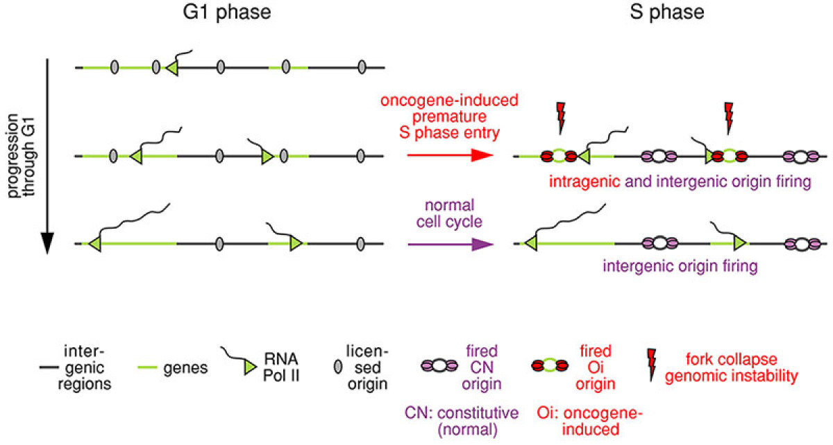 oncogene-induced-dna-replication-stress