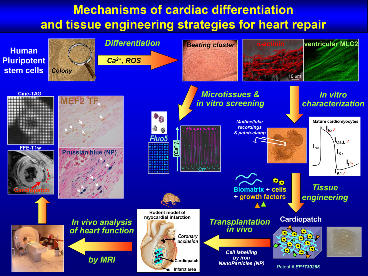 cardiogenesis-of-human-pluripotent-stem-cells-and-strategies-of-cell-therapy