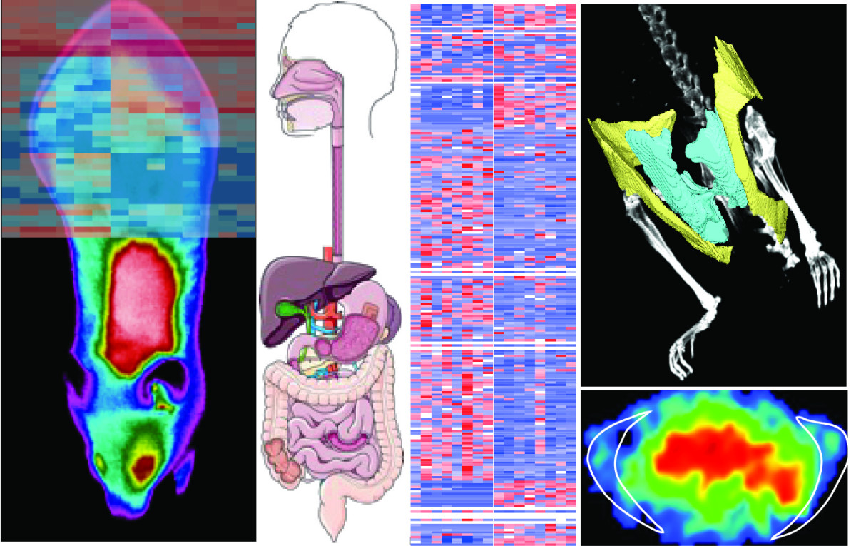 laboratory-metabolic-health