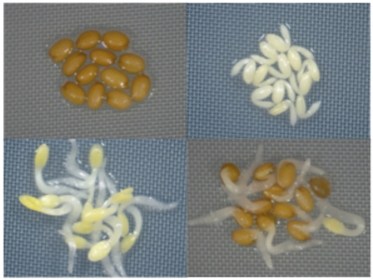 control-of-seed-germination-and-early-seedling-development