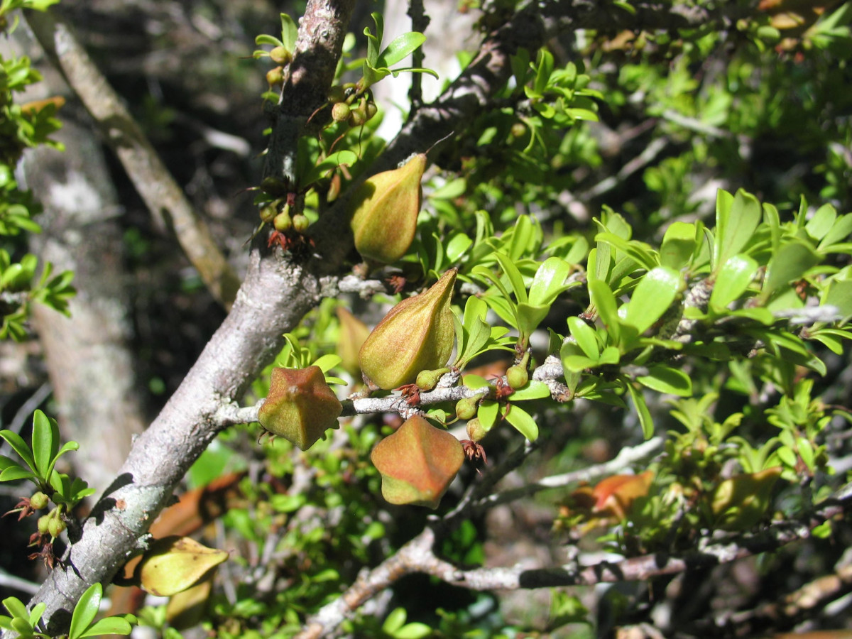 understanding-plant-speciation-and-diversification-patterns