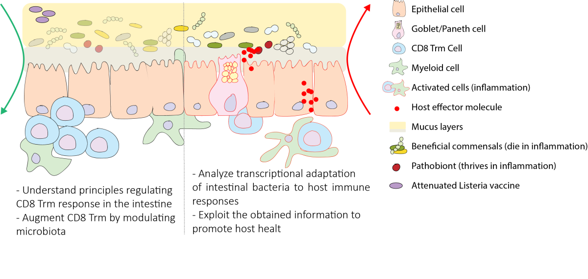 harnessing-interactions-between-gut-microbiota-and-immune-system