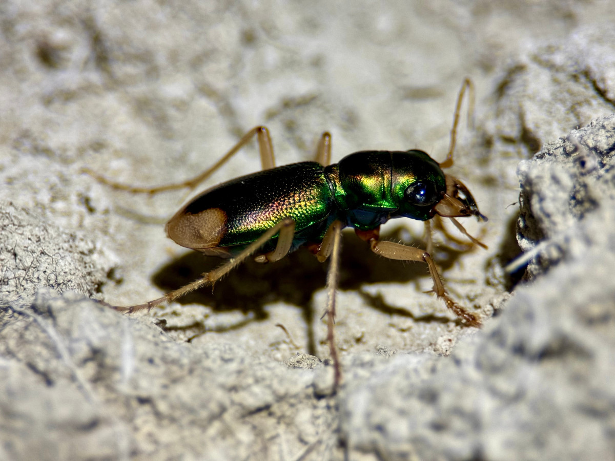 insect-genomics-and-diversification-different-evolutionary-scales