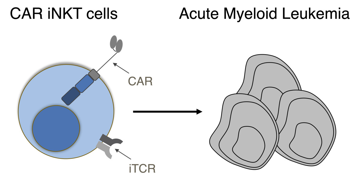 allogeneic-universal-chimeric-antigen-receptor-car-invariant-natural-killer-t-inkt-cells-against-acute-myeloid-leukemia