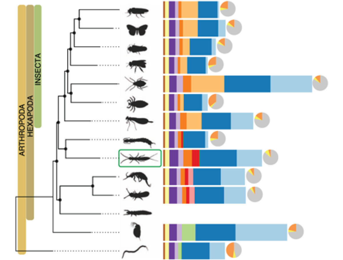 genomics-and-genetics-evolutionary-perspective