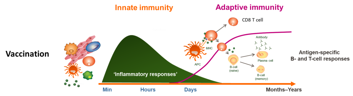 role-innate-immunity-vaccine-response