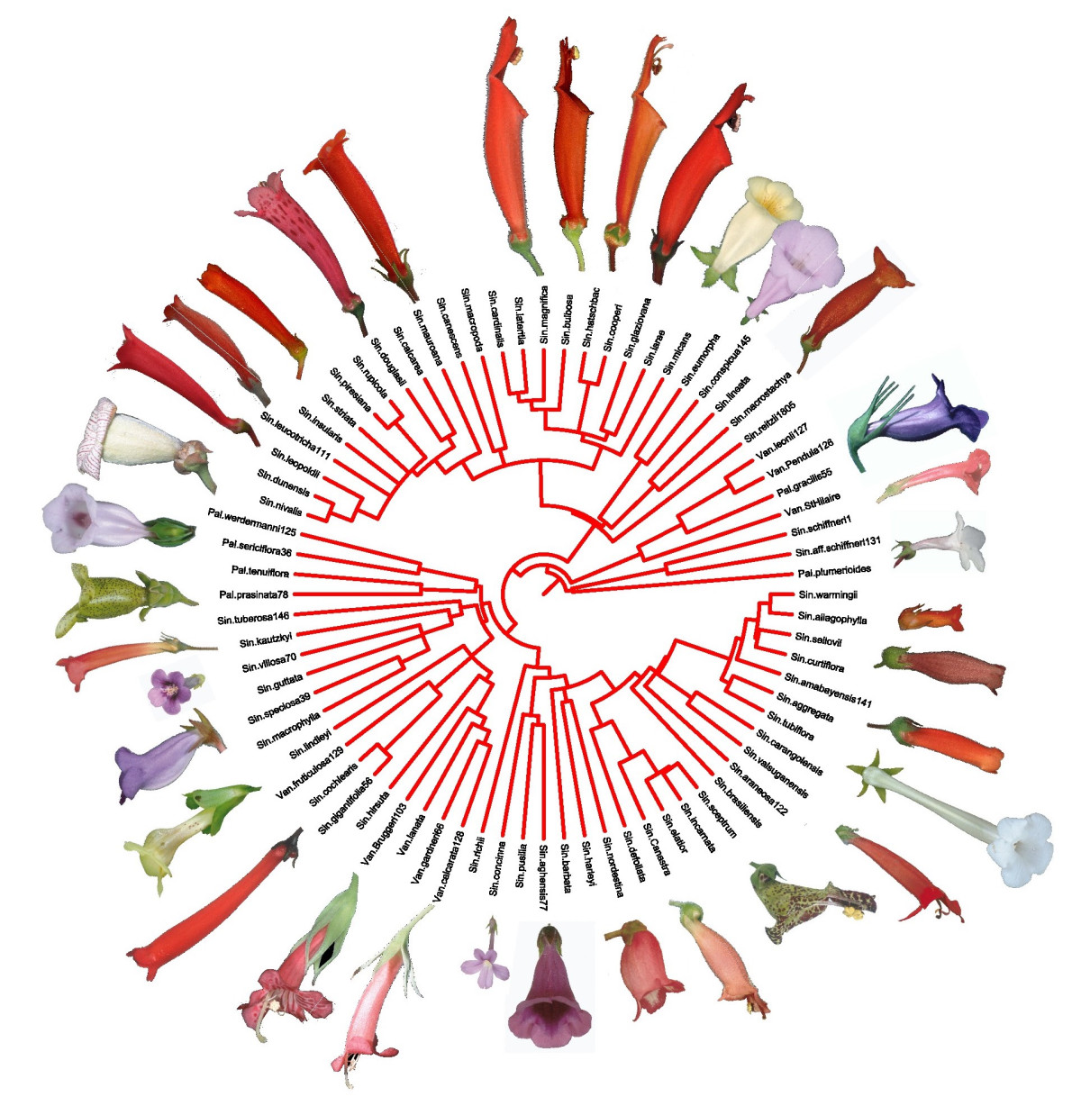 plant-systematics-and-evolution